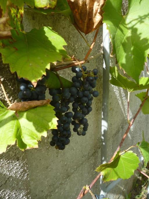 Cocon Des Marais Villa Villeneuve-en-Retz Kültér fotó